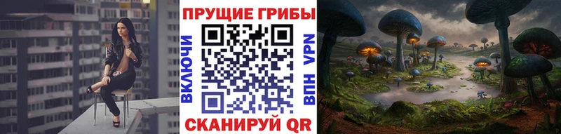 Галлюциногенные грибы Psilocybe  Лихославль 